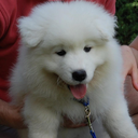 buffythesamoyed avatar