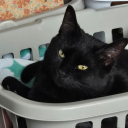 buffythevslayer avatar