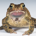 bufo-houstonensis-stupendous avatar