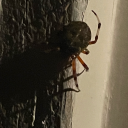 bug-filled-corpse avatar