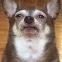 bug-sadchihuahua avatar