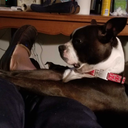 bug-the-boston-terrier avatar