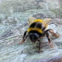 bug-time-baby avatar