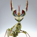 bugapalooza avatar