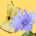 bugappreciator666 avatar