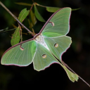 buggirl-lunesta avatar