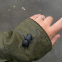 buggy-beetle-agere avatar