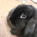 buggy-the-bunny avatar
