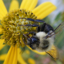 bugs-and-beauty avatar