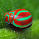 bugs-official avatar