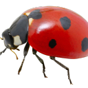 bugs4valentine avatar