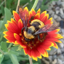 bugsarefriends avatar