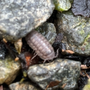 bugwithambitions avatar