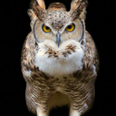 buhospordoquier avatar