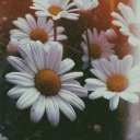 bulbenikaybolmusum avatar