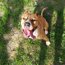 bull-220-blog avatar