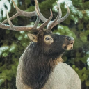 bull-elk avatar