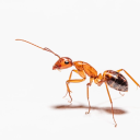 bullet-ant avatar