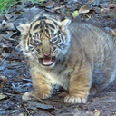 bulletproofbliss avatar