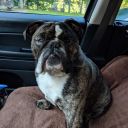 bullydogcabin avatar