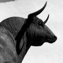 bullyroughrider avatar