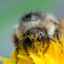 bumblbeeb avatar