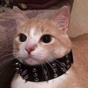 bumble-bee-tea avatar