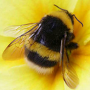 bumbleandbeehappy avatar