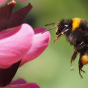 bumblebee-offical avatar