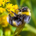 bumblebee-studies avatar