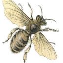 bumblebee-sunshine avatar