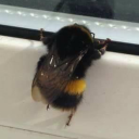 bumblebeebean avatar