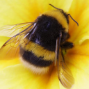 bumblebeebusiness avatar