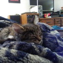 bumblebeecat6 avatar