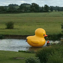 bumblebees-and-panic avatar