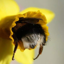 bumblebees-are-great-blog avatar