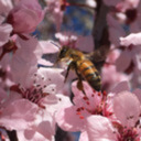 bumbleblossoms avatar