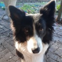 bumblebumbadum avatar