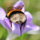 bumblehoneybee avatar