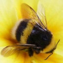 bumblesimagines avatar