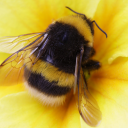 bumbling-a-bee avatar