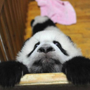 bumbling-panda avatar