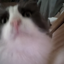 bumblingbabblingfool avatar