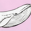 bumblingwhale avatar