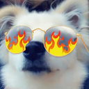 bumpercarkitty avatar