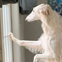 bun-from-the-empty-window avatar