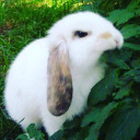 bunbun avatar