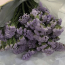 bunga-tanpa-akar avatar