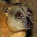 bungotheclown avatar