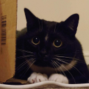 bungyscrumpus avatar